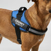 Personalized Front-Attachment No-Pull Harness