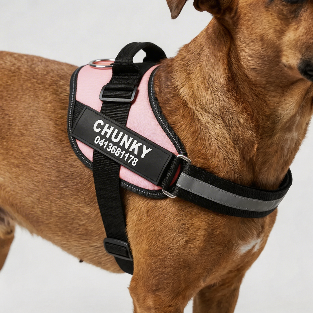 Personalized Front-Attachment No-Pull Harness